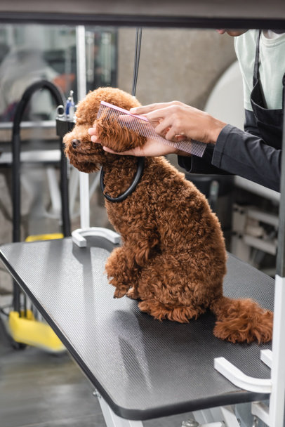 cropped view of african american man grooming brown poodle in pet salon - Photo, image