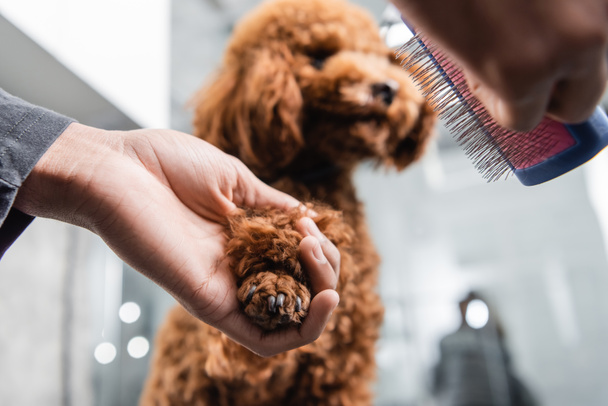 cropped view of african american groomer holding slicker brush near paw of poodle - Фото, зображення