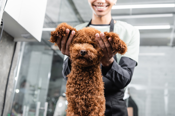 cropped view of smiling african american groomer holding ears of brown poodle - Fotoğraf, Görsel