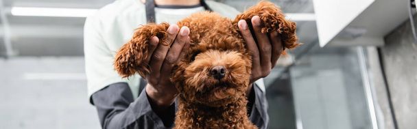 cropped view of african american groomer touching ears of brown poodle, banner - Foto, immagini