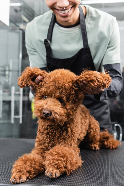 cropped view of smiling african american groomer holding ears of poodle in pet salon - Foto, immagini