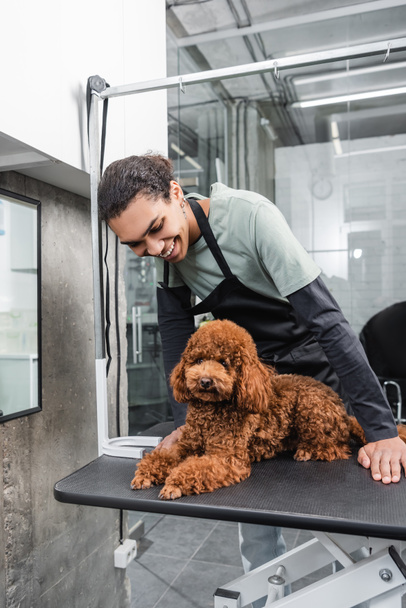 young african american pet hairdresser in apron smiling near brown poodle on grooming table - Фото, зображення