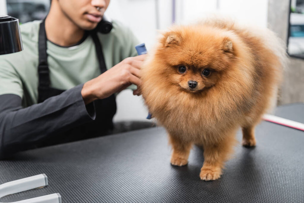 cropped view of blurred african american man grooming spitz in pet salon - Fotografie, Obrázek
