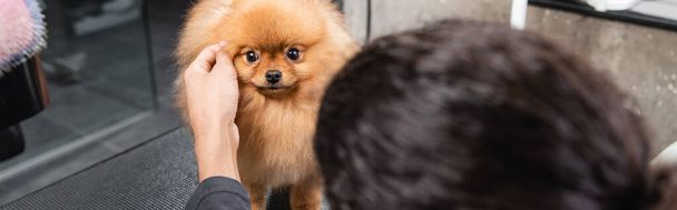 partial view of blurred african american man stroking spitz in pet salon, banner - Photo, Image