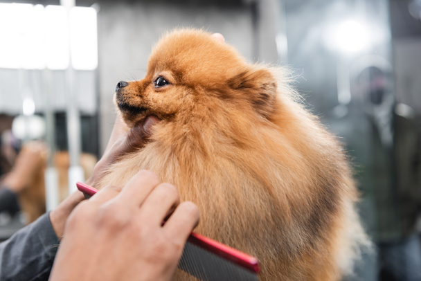partial view of african american groomer brushing furry pomeranian spitz - Photo, Image