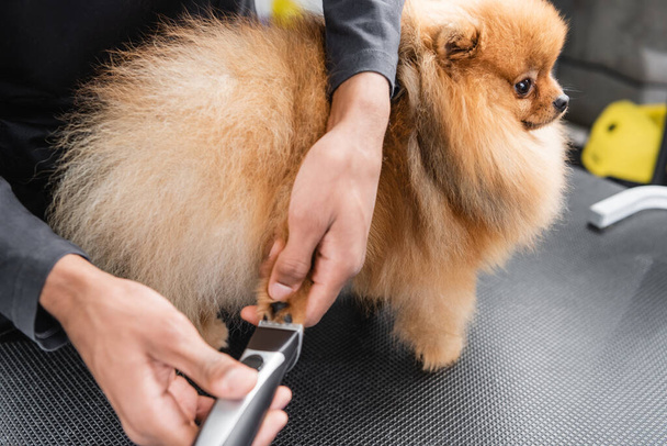 cropped view of african american pet barber grooming furry pomeranian spitz - Фото, изображение