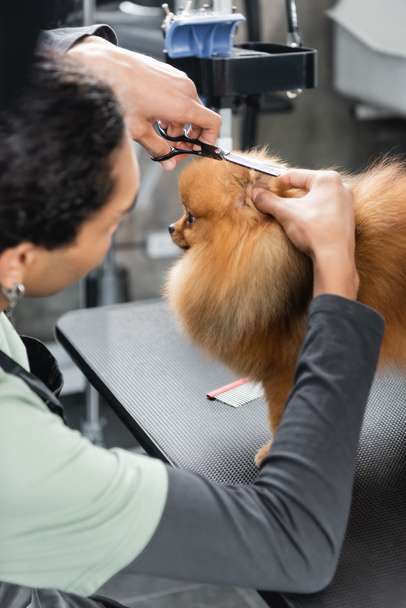 blurred african american man doing haircut to pomeranian spitz - Photo, Image