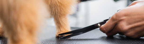 vista ritagliata del toelettatore americano africano con forbici vicino al cane soffice, banner - Foto, immagini