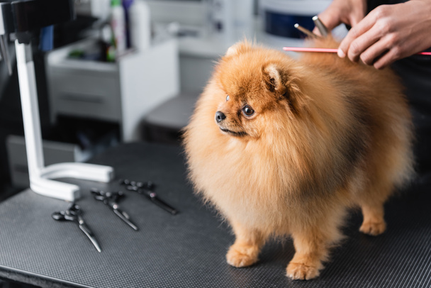 pomeranian spitz near cropped african american man and grooming tools on table - Фото, зображення