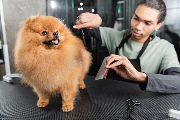 young african american groomer doing haircut to pomeranian spitz - Photo, Image