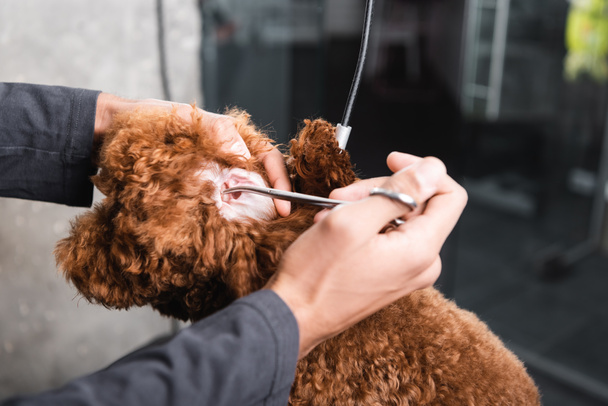 μερική άποψη της Αφρικής Αμερικανός άνθρωπος κοπής μαλλιών στο αυτί του σκύλου με ψαλίδι - Φωτογραφία, εικόνα