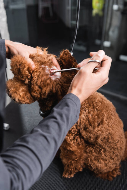 cropped view of african american groomer trimming hair in ear of brown poodle  - Valokuva, kuva