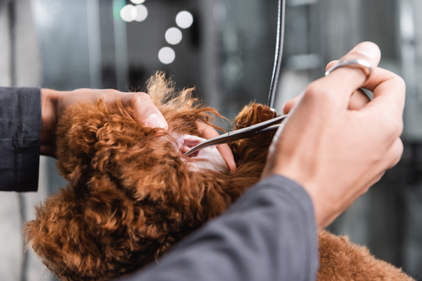partial view of african american groomer cleaning ear of poodle in pet salon - Foto, afbeelding