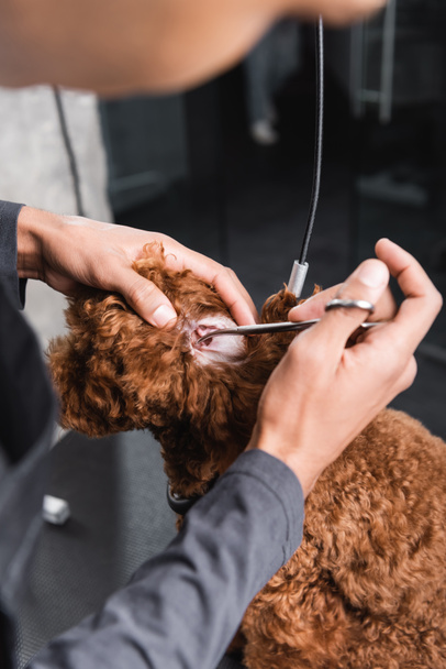 vista cortada de homem afro-americano aparando orelha de poodle na barbearia pet - Foto, Imagem