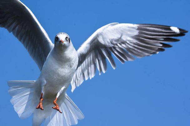 Portrait of Seagull In Flying Moment - Photo, Image