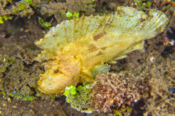 Scorpionfish, Paper Scorpionfish, Taenianotus triacanthus, Lembeh, Sulawesi du Nord, Indonésie, Asie - Photo, image