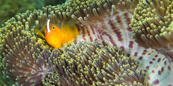 Eastern Shunk Anemonfish, Amphiprion sandaracinos, Magnificent Sea anemone, Ritteri anemone, Heteractis magnifica, Lembeh, North Sulawesi, Indonesia, Asia - Фото, изображение