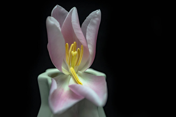 Розовый тюльпан в вазе на темном фоне - Фото, изображение