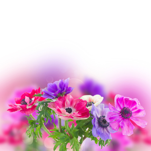 Flores de anémona
 - Foto, Imagen
