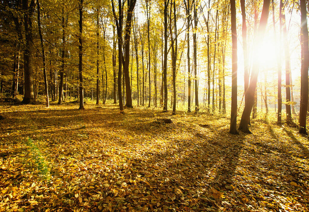 Golden autumnal forest with sunbeams - Φωτογραφία, εικόνα
