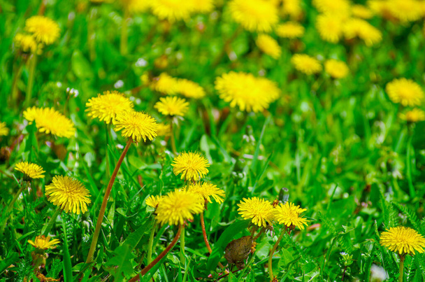 Yellow bright grass plant flower dandelion - Photo, image