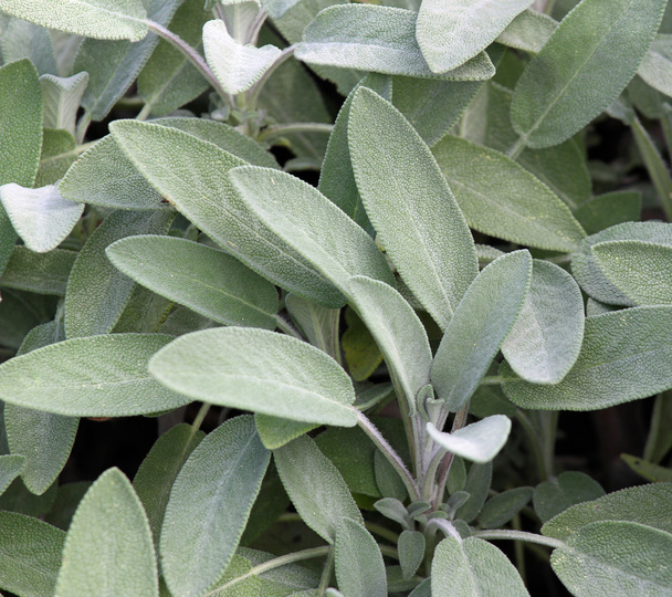 background of Sage leaves in the garden of the House in southern - Foto, afbeelding