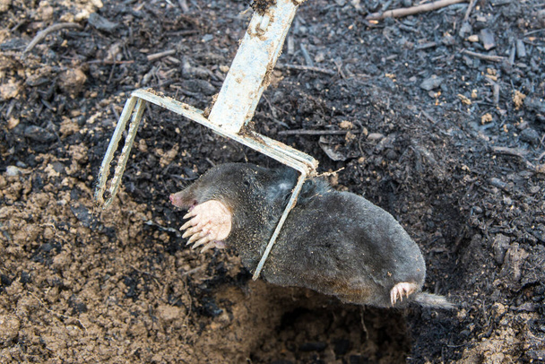 Mole trapped in front of the tunnel inside iron trap - Photo, Image