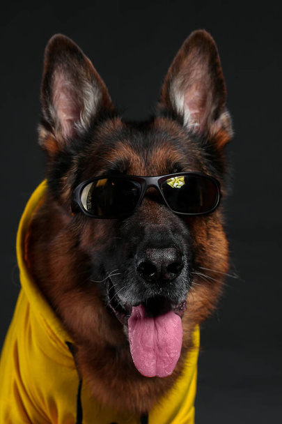 Primer plano retrato de perro pastor alemán fresco en gafas de sol sobre fondo negro - Foto, Imagen