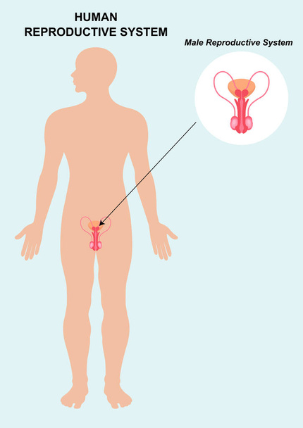 Anatomie mužského reprodukčního systému izolované na bílém pozadí - Vektor, obrázek