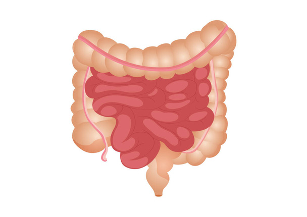 Ilustración vectorial plana de intestino delgado y grueso. El órgano interno humano, el tracto digestivo. Ilustración vectorial de intestinos humanos aislados sobre fondo blanco - Vector, imagen