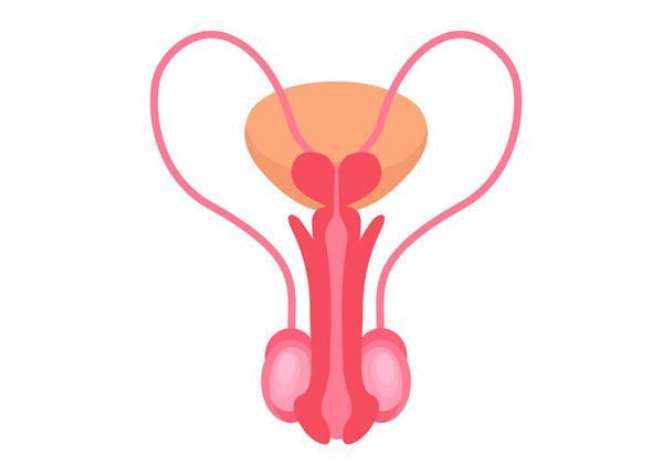 白い背景にオスの生殖器系。男性生殖器のベクトル図 - ベクター画像