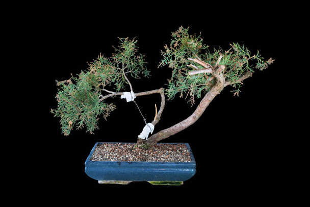 Juniperus chinensis bonsai πάνω από σκούρο φόντο, η όμορφη κινεζική άρκευθος, ένα από τα πιο χρησιμοποιούνται κωνοφόρα για αυτό το είδος της τέχνης - Φωτογραφία, εικόνα