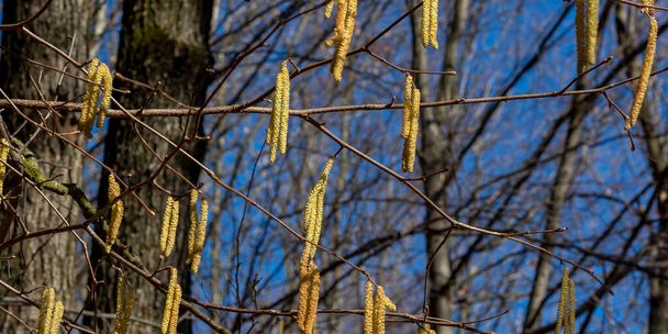 Common hazel (Corylus avellana) uroskissat talvella. - Valokuva, kuva