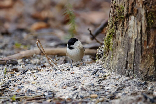 A willow tit, Poecile montanus, on a forest floor.  - Photo, Image
