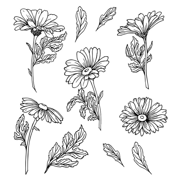 Набір мальованих контурних ромашок і листя, лінійне мистецтво. Елементи для текстилю, шпалер, друку
 - Вектор, зображення
