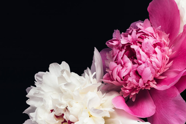Bouquet luxuriant de pivoines roses et blanches sur fond noir. Design de carte florale. Concentration sélective - Photo, image