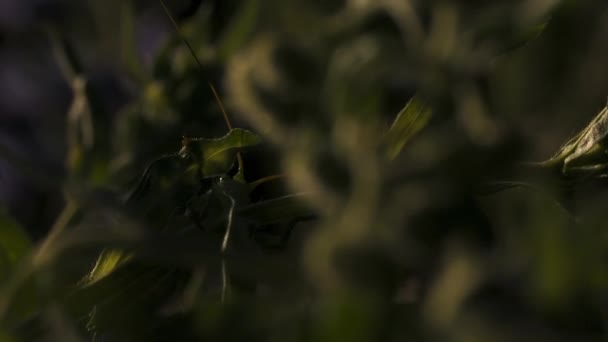 Egy nagy zöld szöcske. Kreatív.Locust nagy zöld hosszú bajusz ül a zöld fű és egyesül a háttérben. - Felvétel, videó