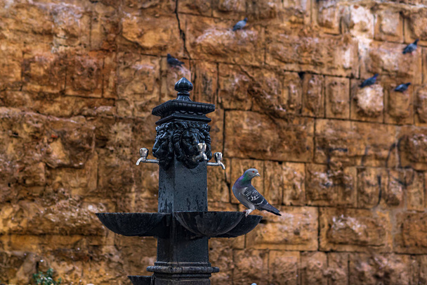 colomba beve da una fontana d'epoca sullo sfondo di un antico muro nel centro di Antalya - Foto, immagini