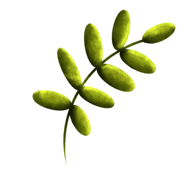 The branch is tropical with leaves isolated on a white background - Φωτογραφία, εικόνα