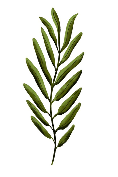 The branch of the olive tree is textured and isolated on a white background. - Foto, Imagen