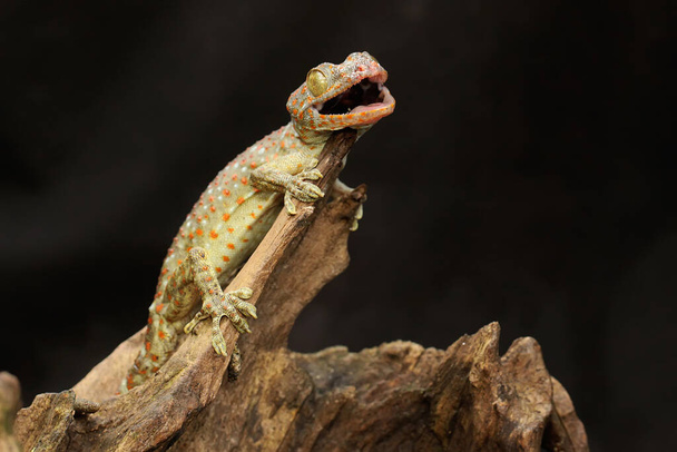 Genç bir Tokay Gecko kuru bir kütükte av arıyor. Bu sürüngenin bilimsel adı Gekko gecko.  - Fotoğraf, Görsel