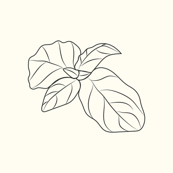 Basil sketch isolated. Monochrome food ingredient. Vintage hand drawn engraved style. Vector illustration - Vector, Image