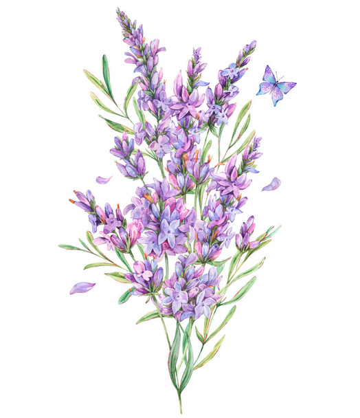 Watercolor lavender flowers natural illustration in vintage styl - Photo, Image