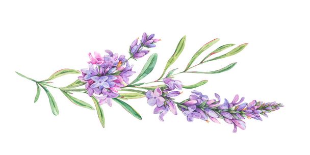 Watercolor lavender flowers natural illustration in vintage styl - Foto, immagini