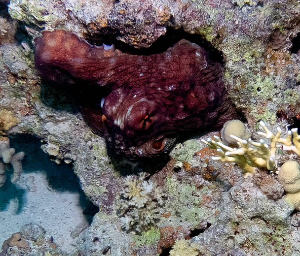 День восьминогів (Octopus cyanea) у Червоному морі (Єгипет). - Фото, зображення