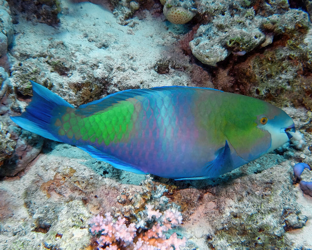 A Rusty Parrotfish (Scarus ferrugineus) in the Red Sea, Egypt - Photo, Image
