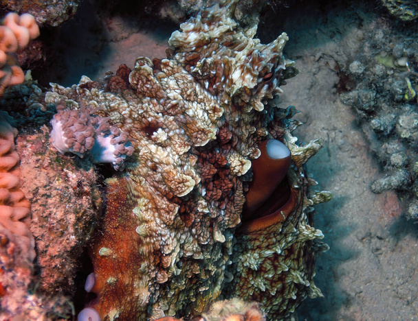 День восьминогів (Octopus cyanea) у Червоному морі (Єгипет). - Фото, зображення
