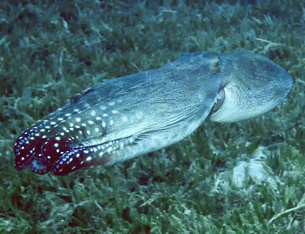 Un día Pulpo (Octopus cyanea) en el Mar Rojo, Egipto - Foto, Imagen