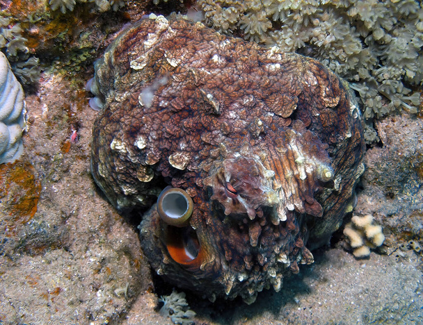 Päivä Octopus (Octopus cyanea) Punaisellamerellä, Egyptissä - Valokuva, kuva