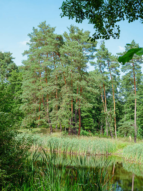 Літній пейзаж, високі соснові дерева на березі водойми, і очерет відображений у воді
 - Фото, зображення